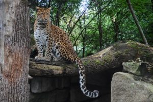 Chinesischer Leopard_9042